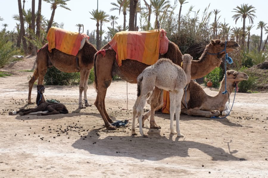 Camel Ride in the Palm Grove