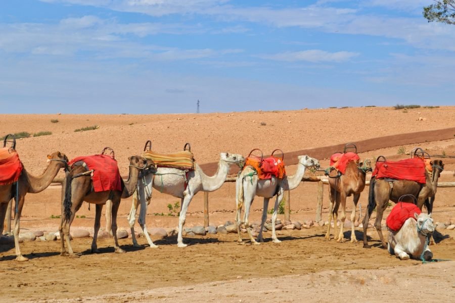 Camel Ride at sunset in Agafay